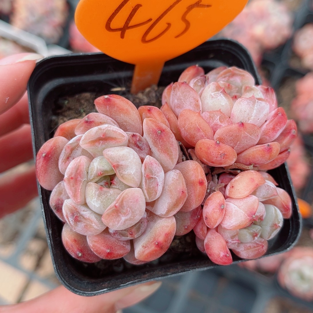 465号小老桩红恋群