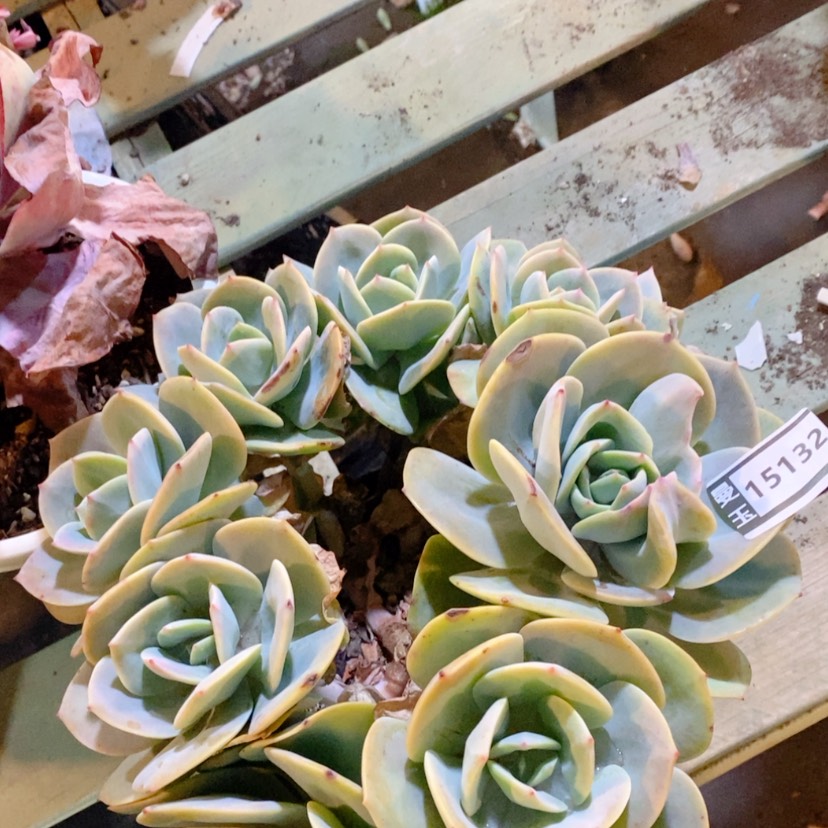 【闪购商品】凤杂15132