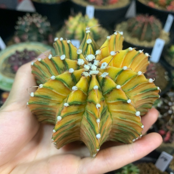 杨桃肋骨 一物一拍 脱土发货