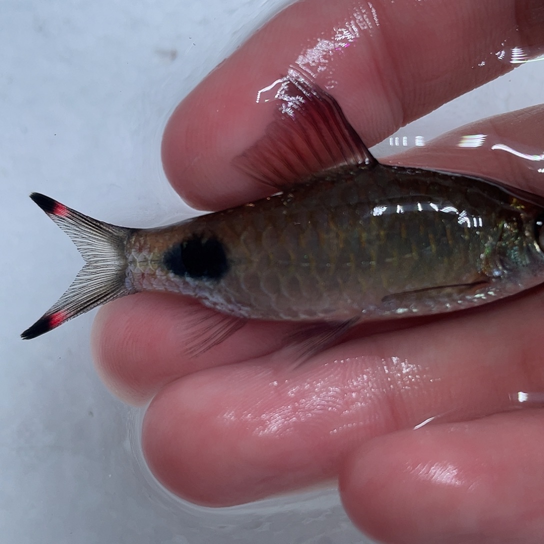 海水鱼红鳍蓝6-8cm