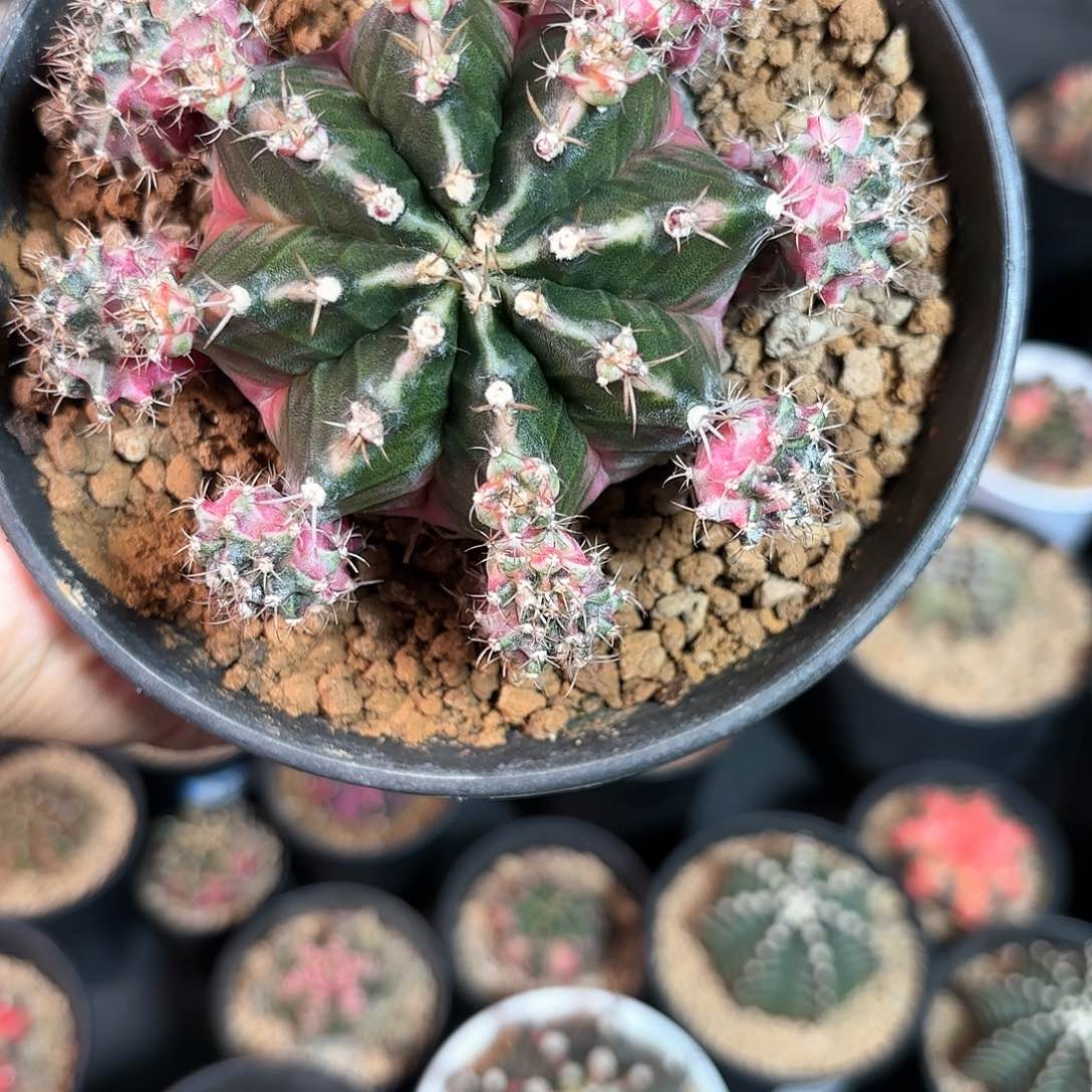 泡泡糖母本仙人球400