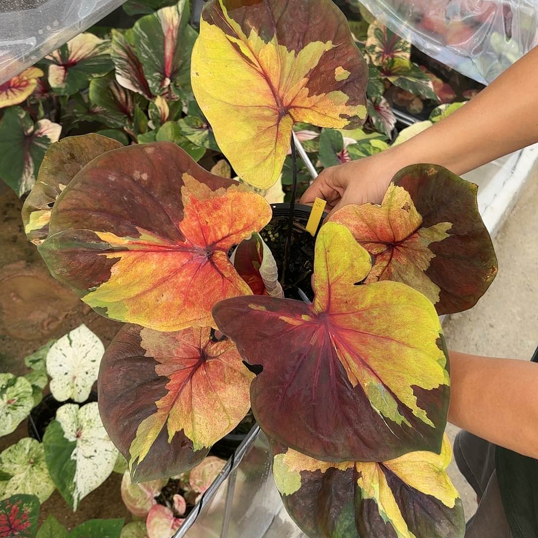 泰国彩叶芋36-0116