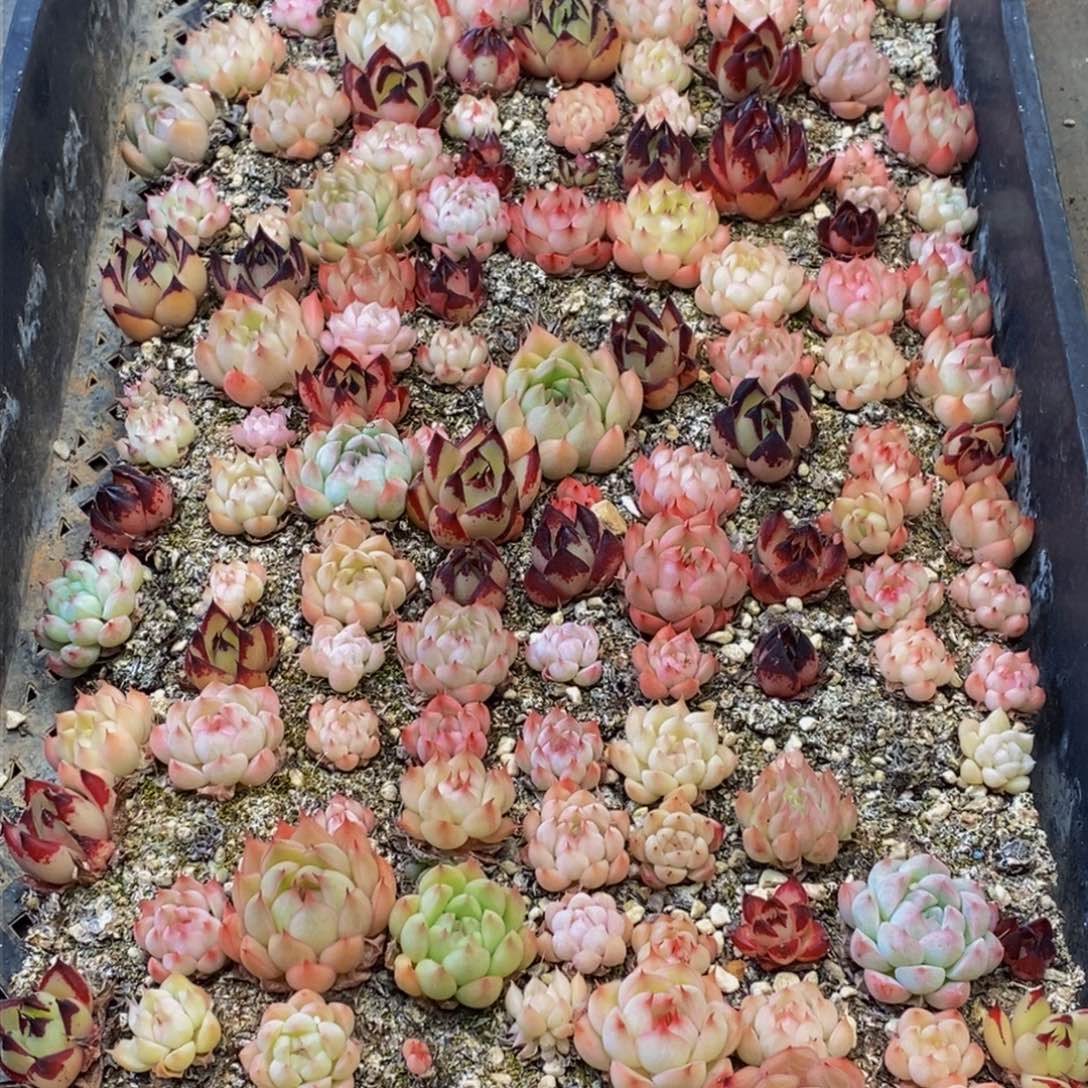 100多人在一起的时候