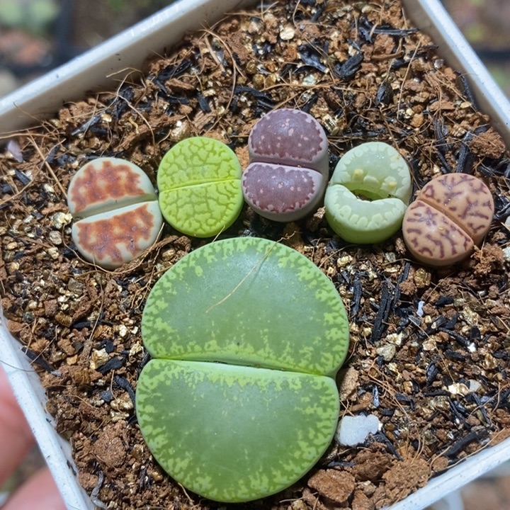 优选大脚丫特价秒