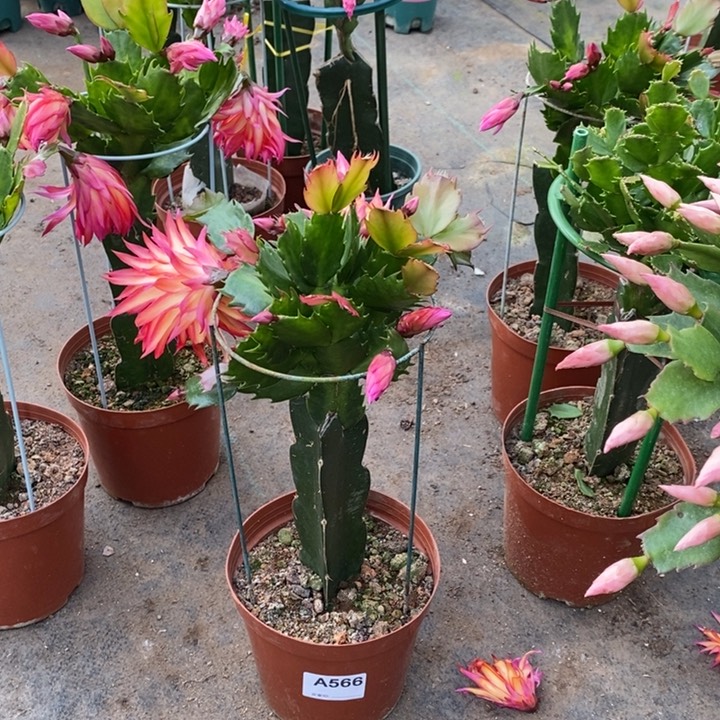 大部分花苞少量开放向**?566嫁接083