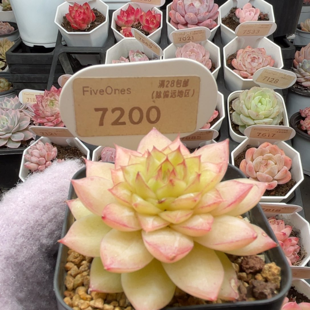 翡翠7200-5.5厘米