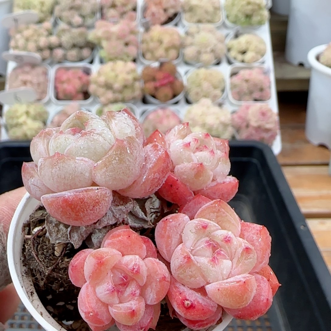 【闪购商品】0127-1两颗