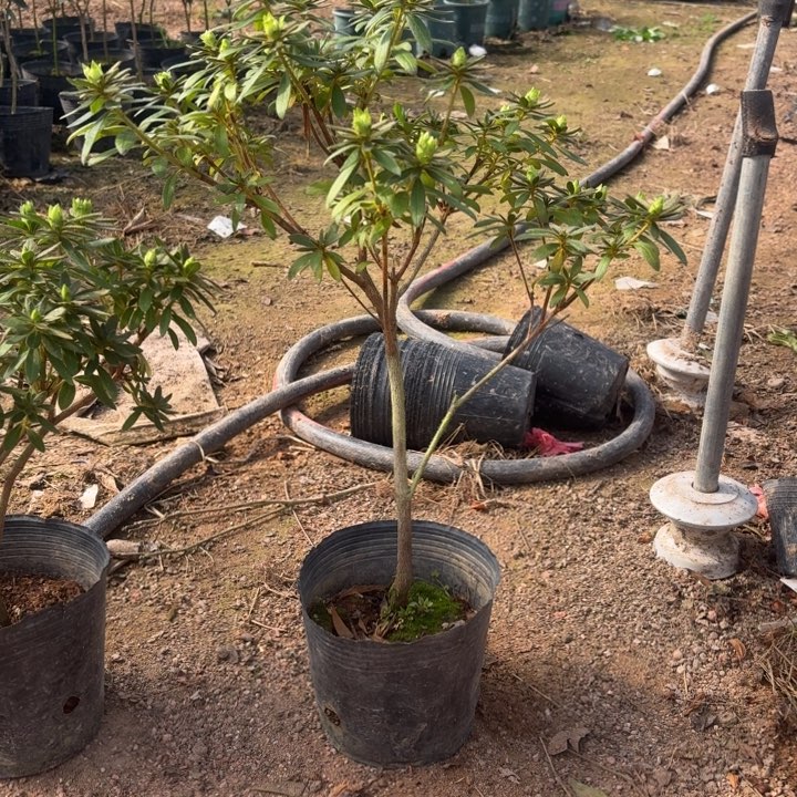 完全开放岸牡丹杜鹃花