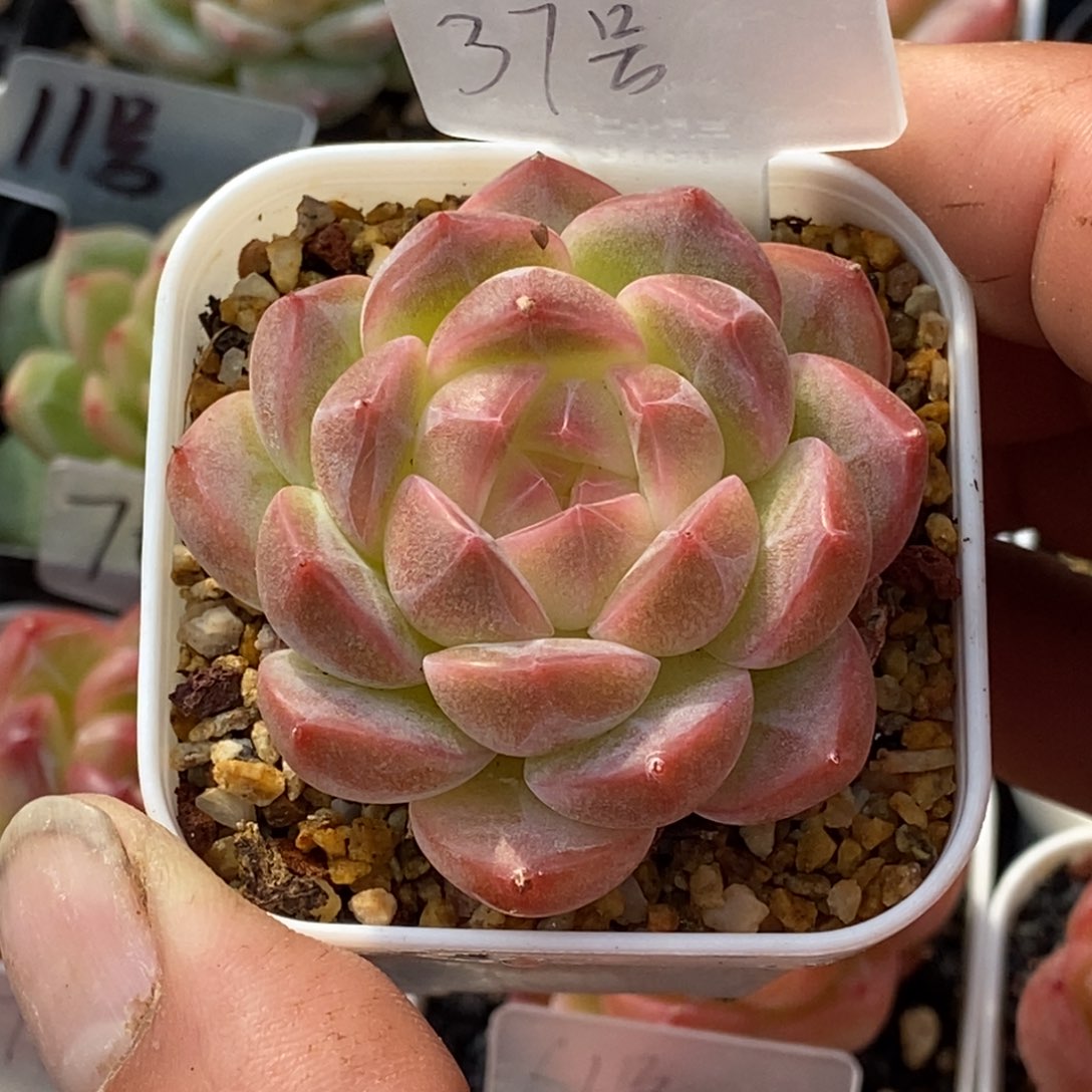 天官赐福百无禁忌