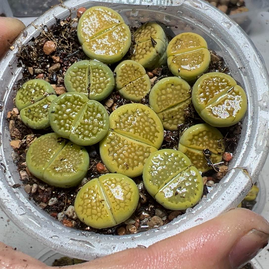 【闪购商品】 759。    