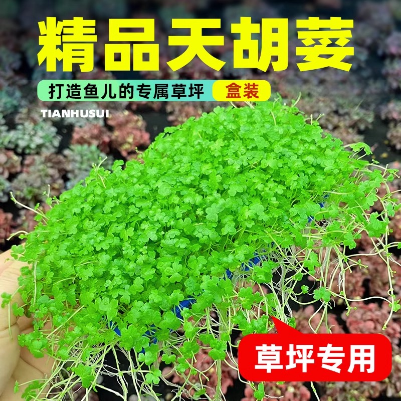 鱼缸天胡荽水草盒装天湖荽网片造景草坪专用爬地矮珍珠水培净水草