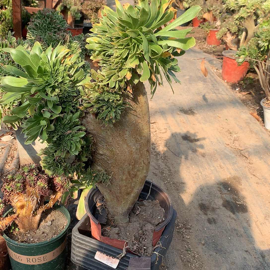 缀化缀化缀化缀化