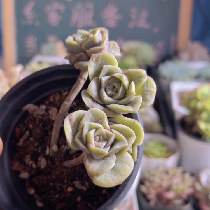 可爱玫瑰石化多肉植物470