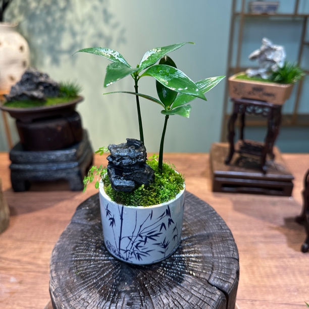【幸运四叶竹柏】附石盆栽桌面禅意茶桌小微盆景室内好养易活绿植
