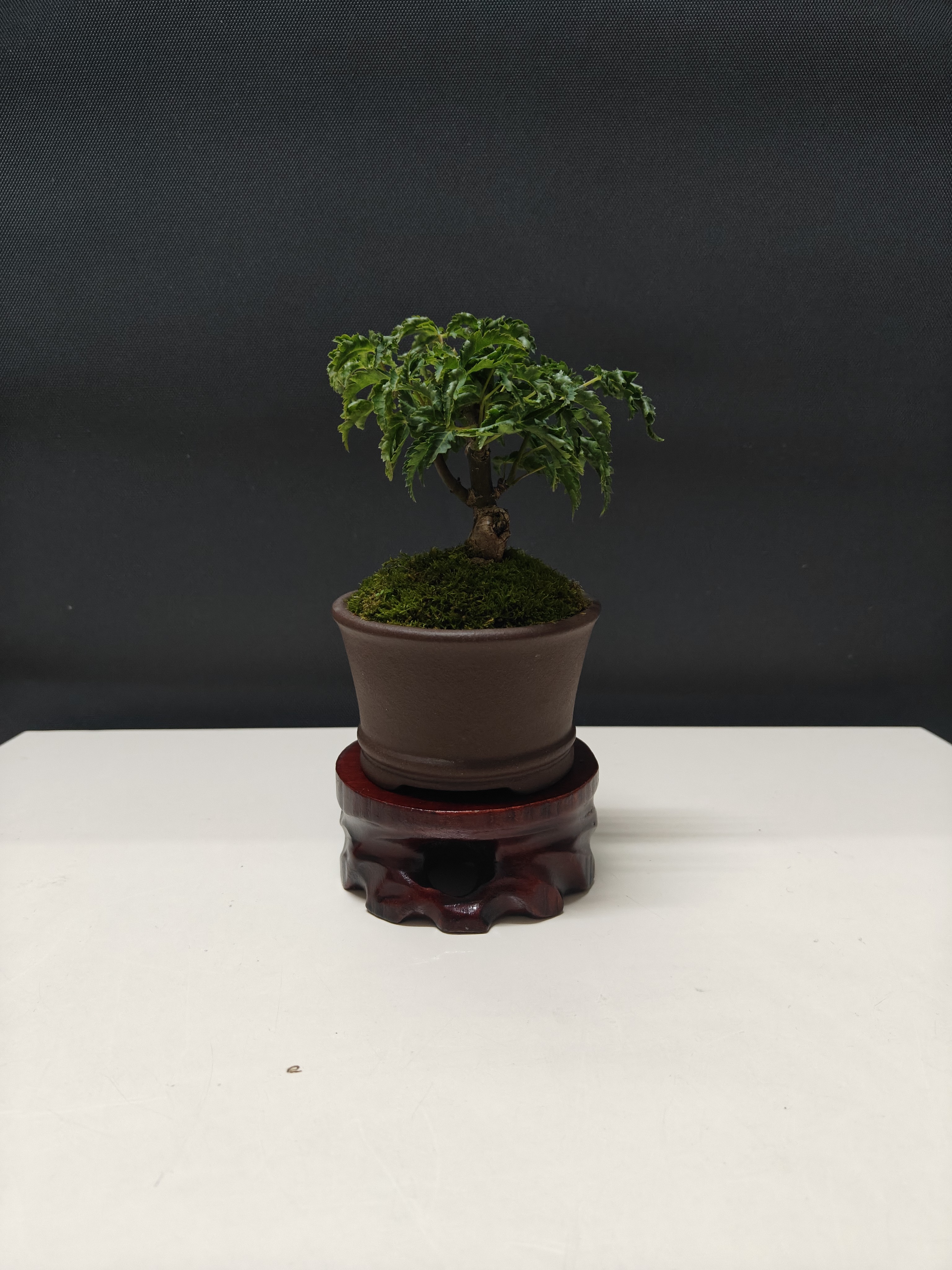 枫树狮子头贵品，茶桌修饰小品