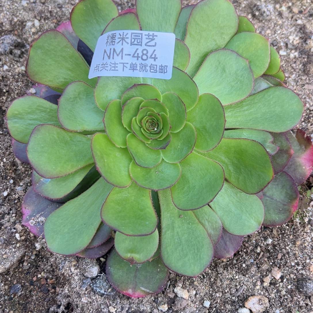 雨荷多肉植物一圈崽484