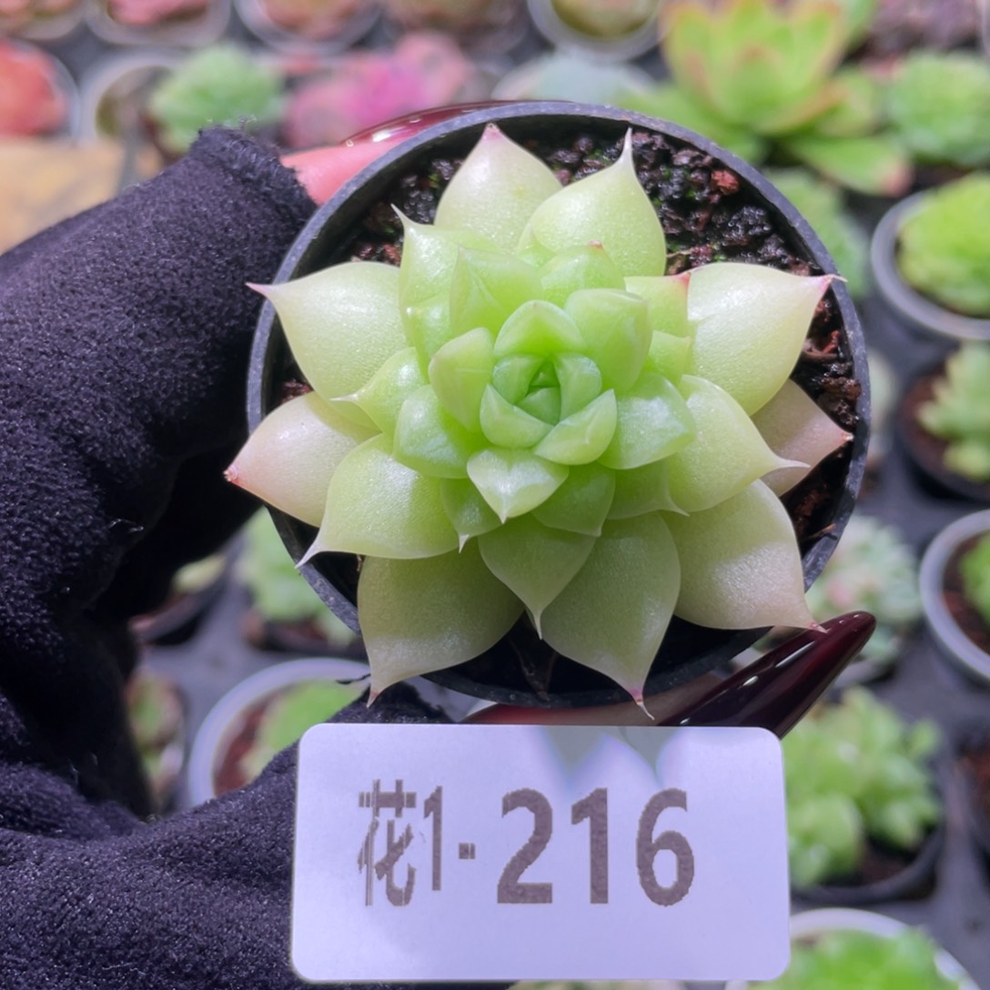 花利美1-216麦秆单头