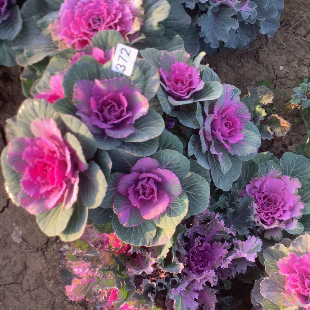 宁***)1159372多多多肉植物