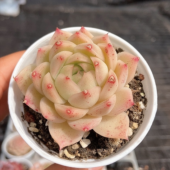 一物一拍满十元包邮发货 230