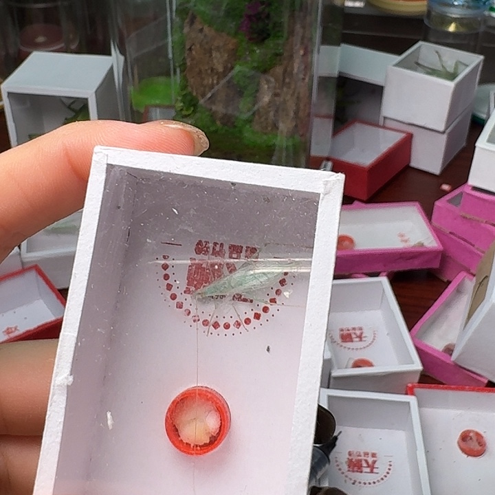 强***盗蟋蟀一条蓝一保。           