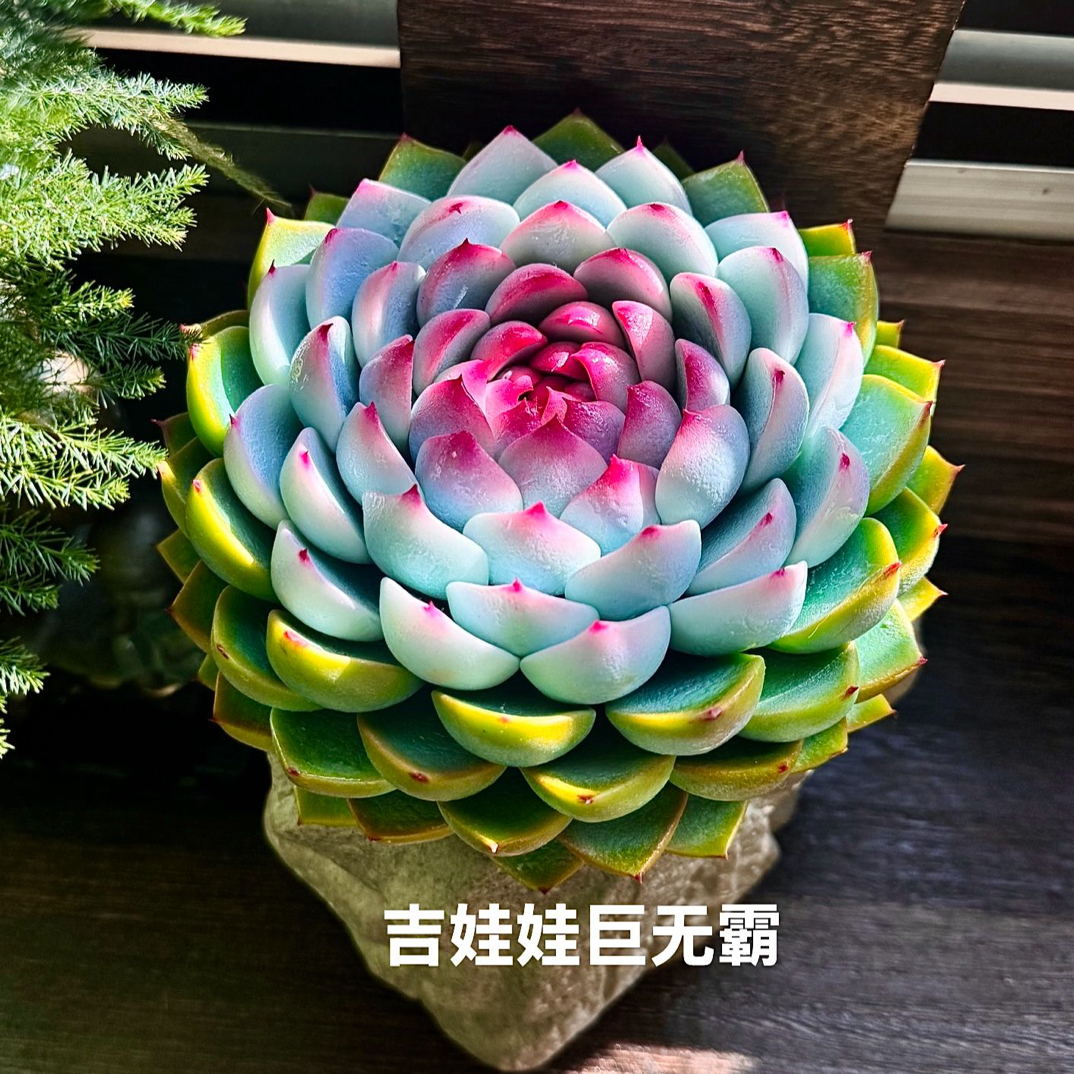 直播间选款拍 不要盲拍 手工多肉工艺品 粘土多肉