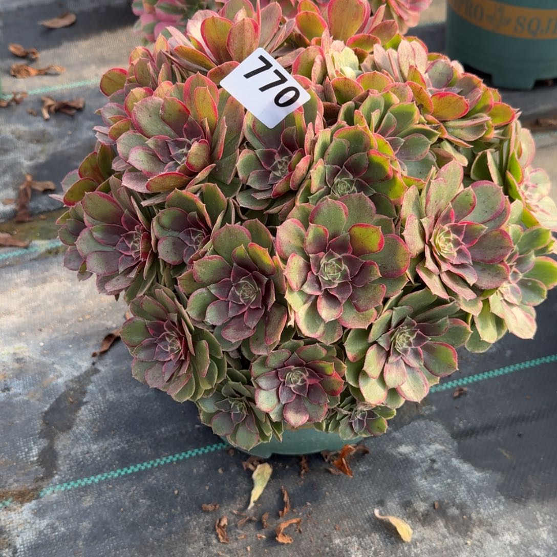 770粉化验多肉植物