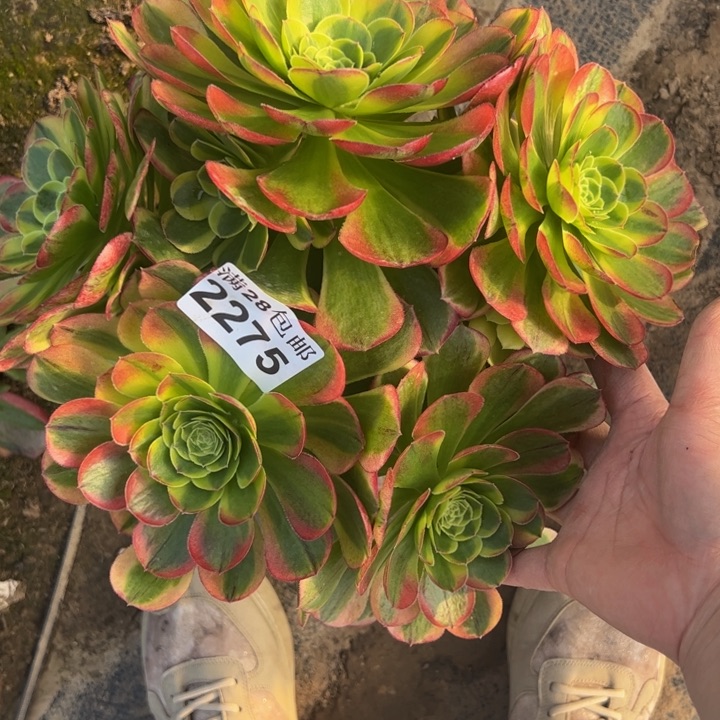 2275韶华多肉植物