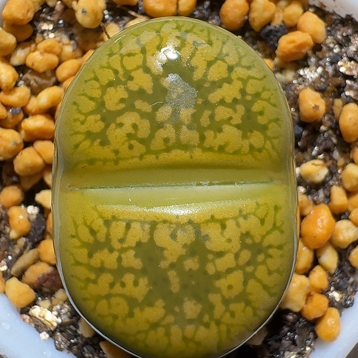 生石花1121222。  3.0左右。  187