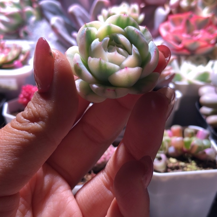 ༺***༻西瓜纹冰梅锦砍头