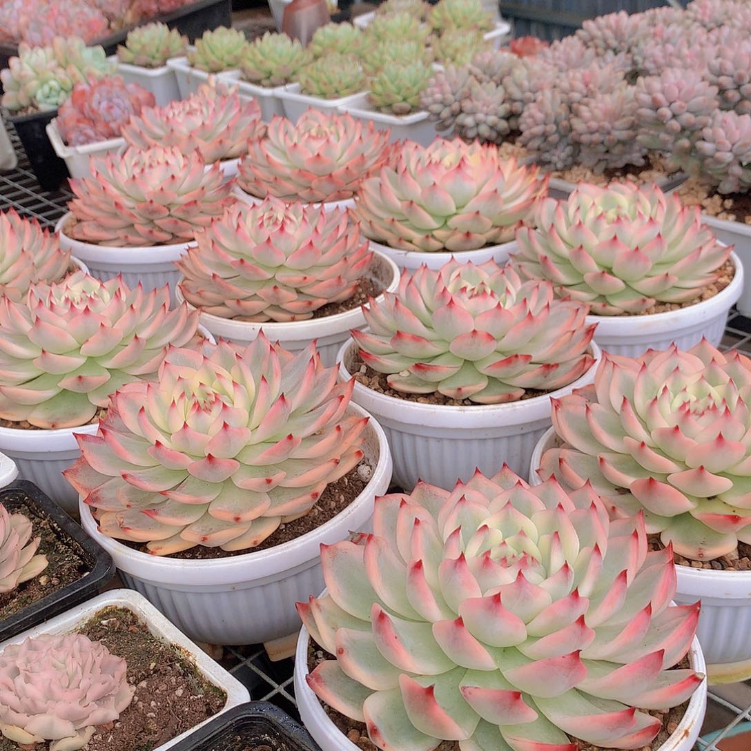 母本吉娃娃锦0000000000000000