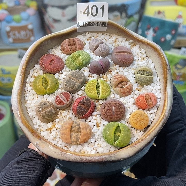 大舅生石花肉锥多肉401