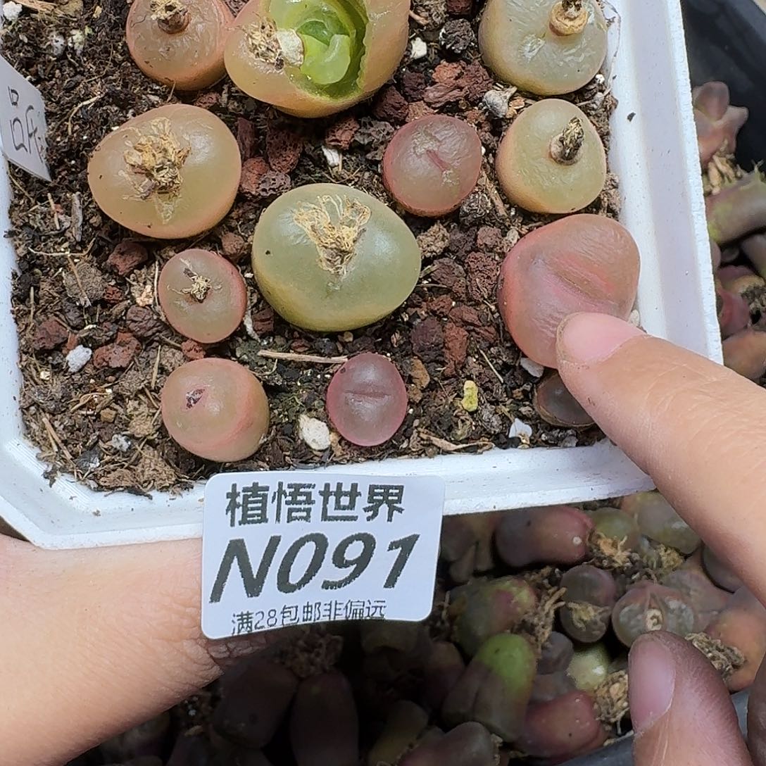 多肉植物的动作fvbn