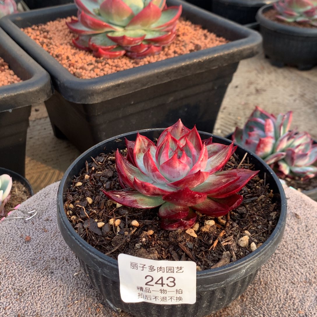 243宽叶拉丝外翻。尺寸8。多肉植物