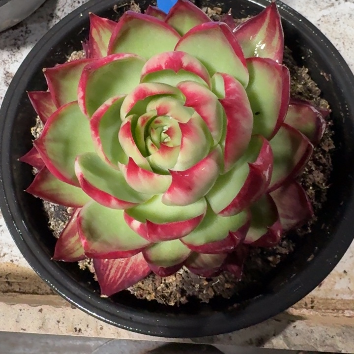 26号惊鸿仙子红红火火