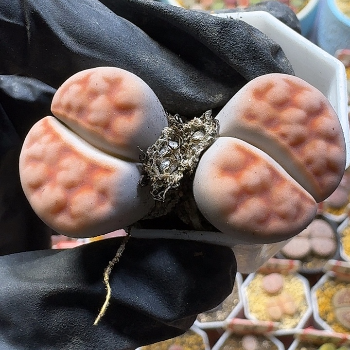 生石花111111。  丝绒质地。  255