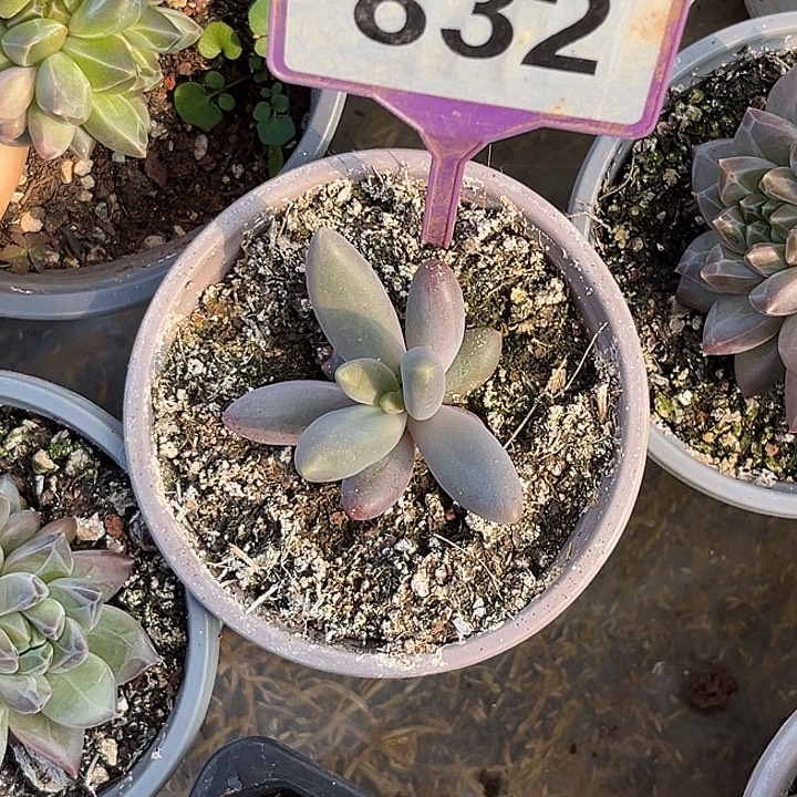 多肉植物烟花美人832