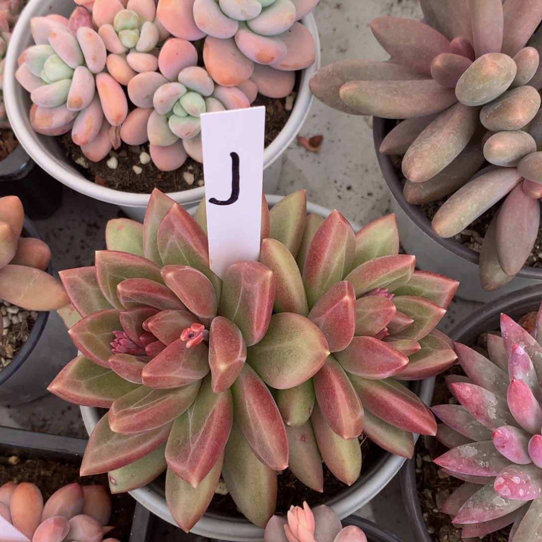 迷雾泡泡7727237737337