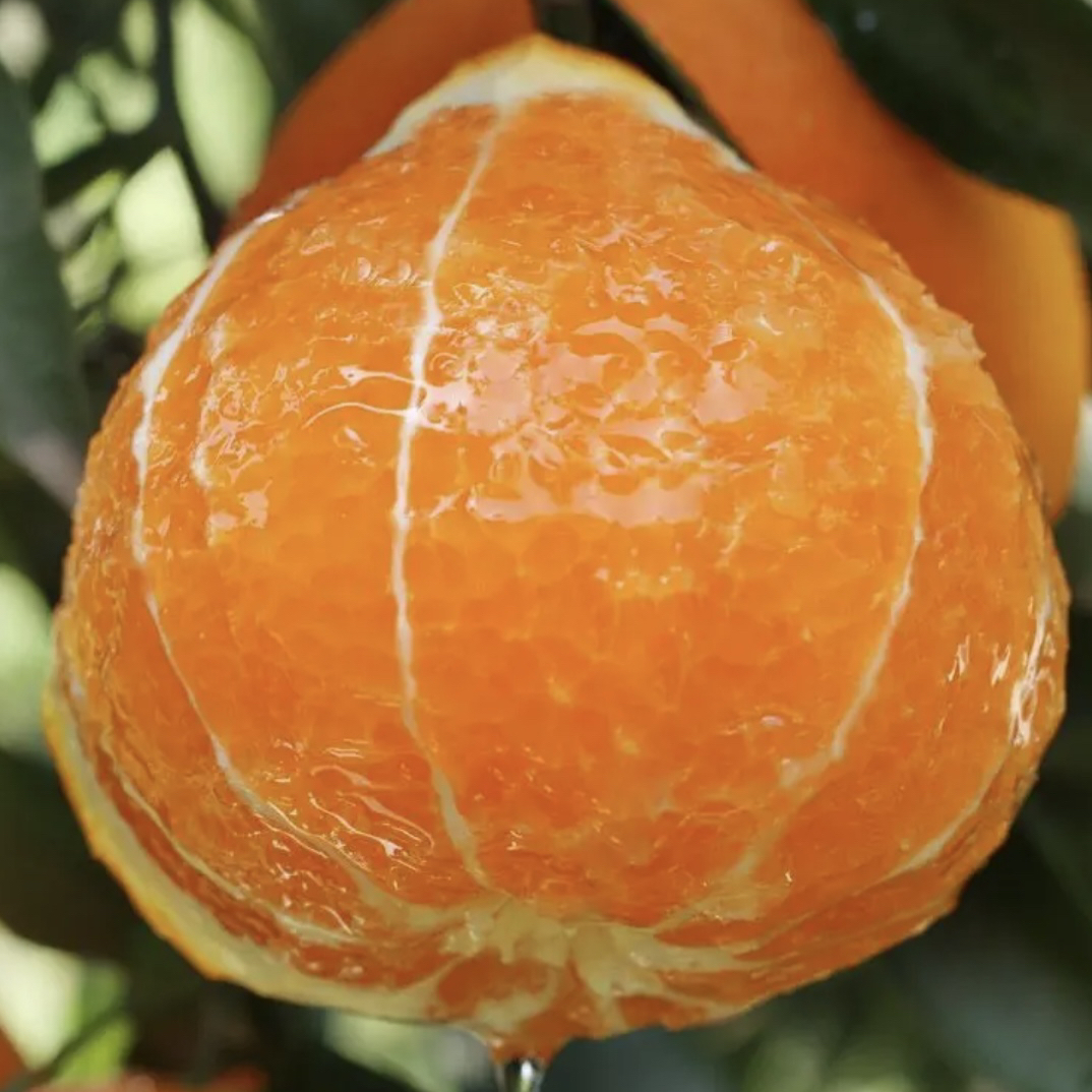 【徐龙辉助农】资中爱媛果冻橙皮薄无籽肉细水分足