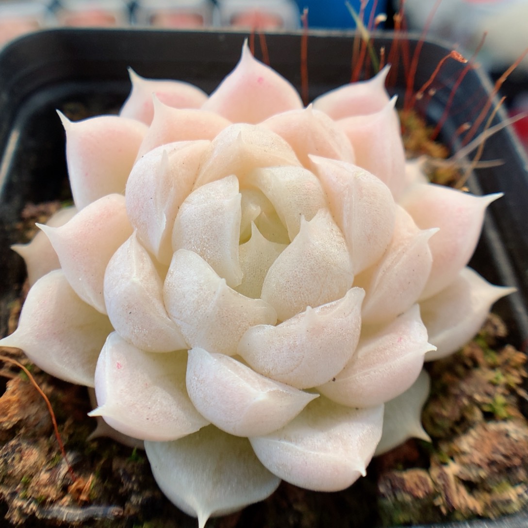 一物一拍精品多肉。 麦秆3