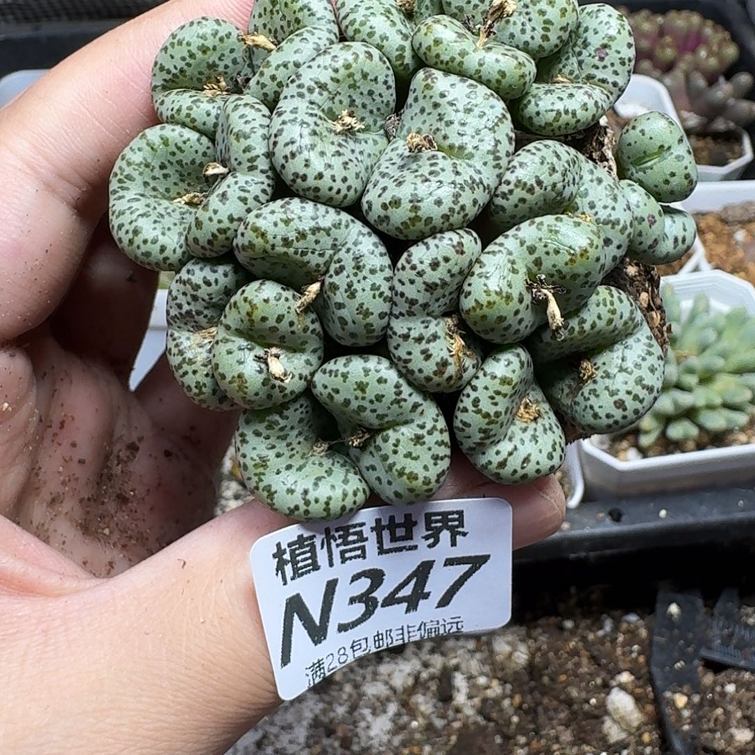 多肉植物的润泽过hn