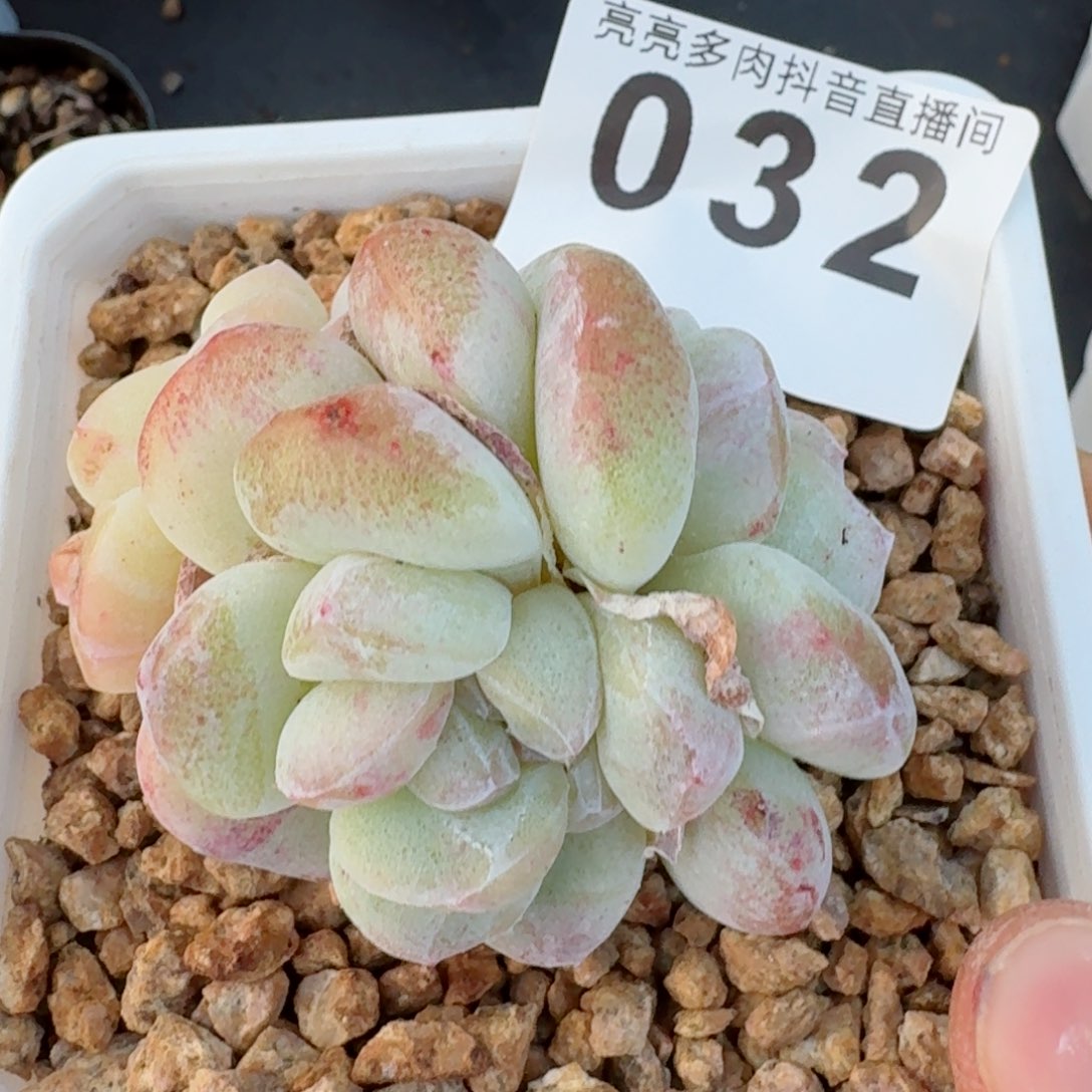 石化冰玉群生         精品多肉