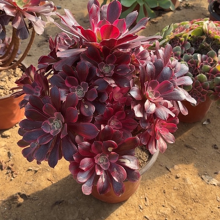 多肉植物法师凤冠9