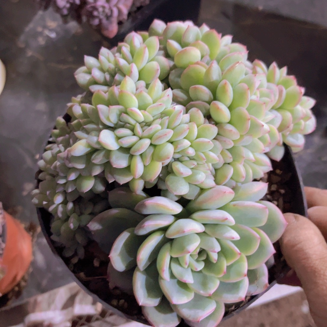 荷花缀31216多肉植物