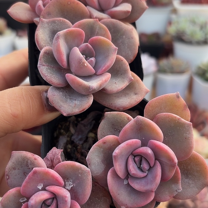 彩虹糖（满12.9包邮）