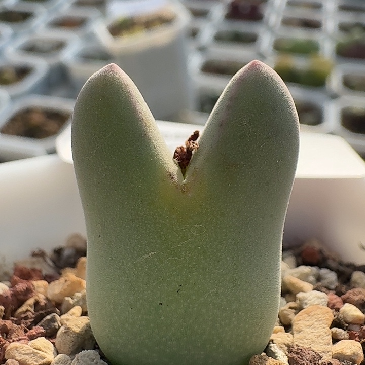 34 毛体皮卡丘 苗。     