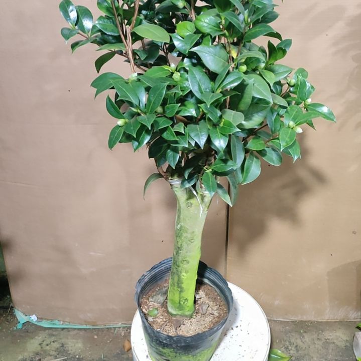 908五品，原盆原土发货，不包邮