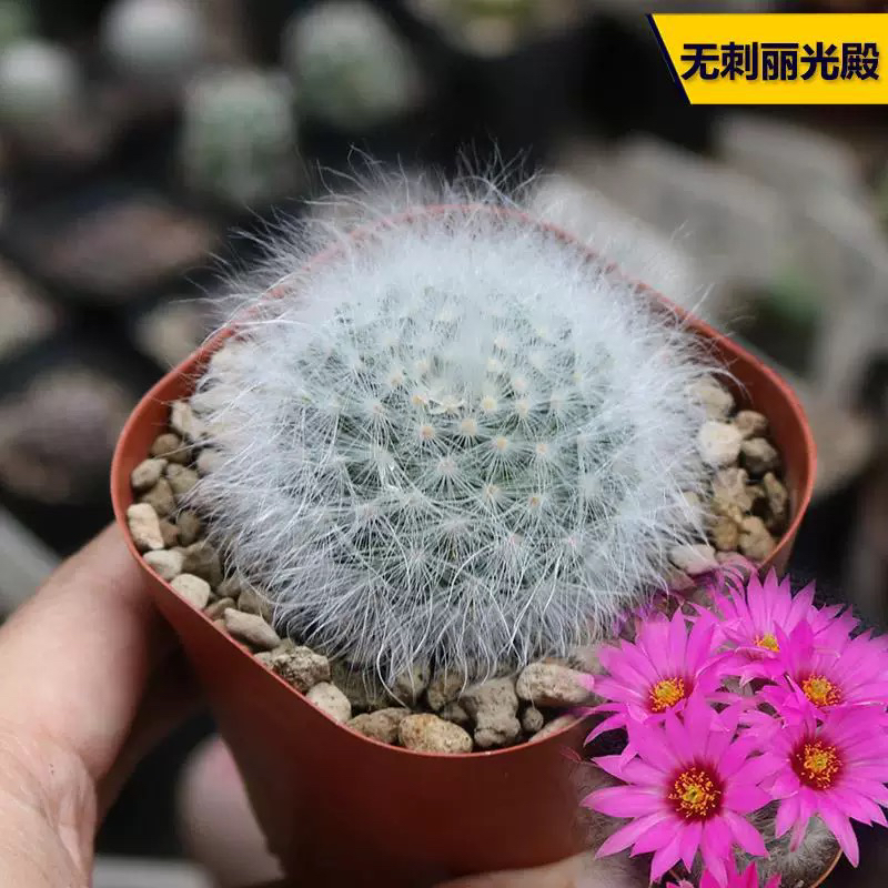 无刺丽光殿多头仙人球自根开花多肉可爱不扎手防辐射植物软刺盆栽