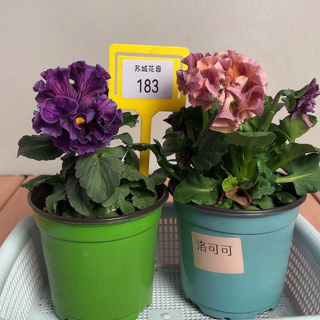 大部分开放少量花苞183