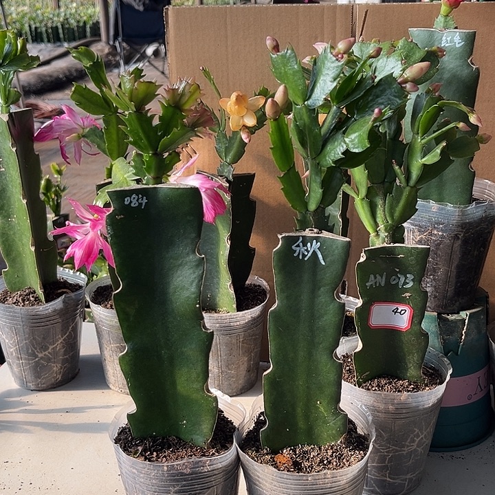 慧***语当前无花朵，栽培后可花朵084-秋