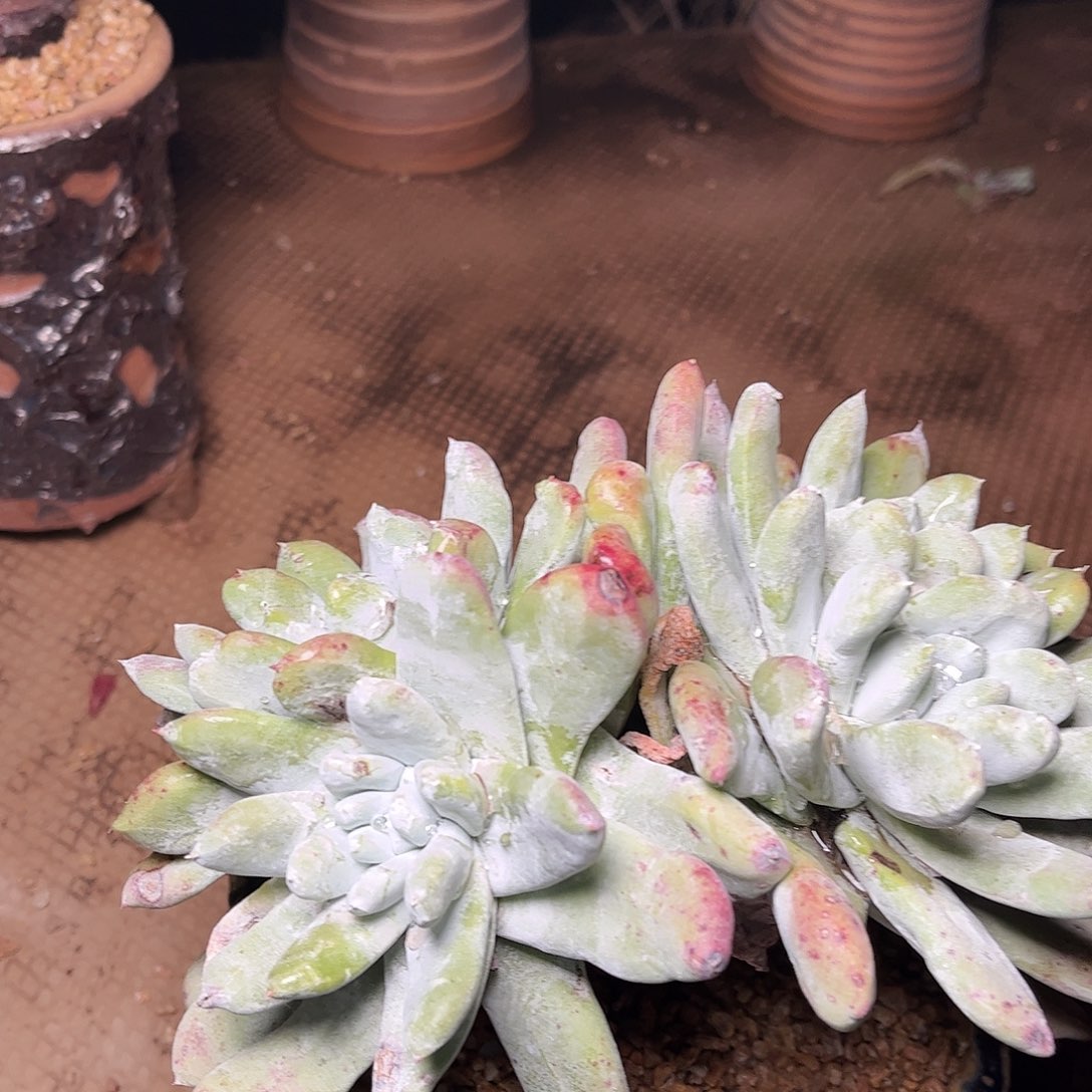 2433拇指仙女杯多肉